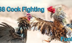 Fun88-cock-fighting-00